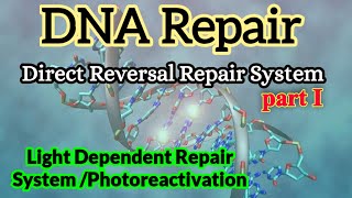 Light Dependent DNA Repair  Photoreactivation  DNA Repair [upl. by Standice233]