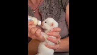 Feeding Bottle Baby Kittens [upl. by Christal]