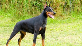 Essential Commands for Training Your Doberman [upl. by Delorenzo452]