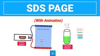 SDS PAGE  Gel Electrophoresis with animation [upl. by Libbna]