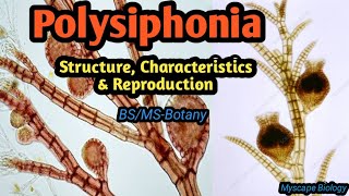 Polysiphonia  Structure Characteristics amp Reproduction  BSMSBotany  Urdu amp Hindi [upl. by Aissela]