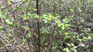 Groseillier des Alpes  Plante à Fruits Comestibles  Alpine Gooseberry its Edible Fruits [upl. by Daveen434]