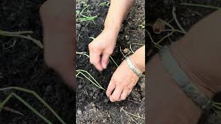 Why Fish Guts Are the SECRET to Growing the BEST Green Onions FAST organic healthyworms shorts [upl. by Leibrag]