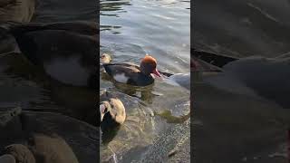 Red crested pochard [upl. by Savanna]