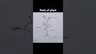 Parts of plant  plant drawing  Science diagrams [upl. by Sophy]