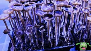 Psychedelic Mushrooms Are Getting Much Much Stronger mycology [upl. by Gil]