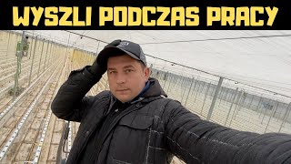 WYSZLI PODCZAS PRACY RUMUNI BARDZIEJ ZGRANI NIŻ POLACY [upl. by Thorny785]