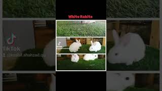 White Rabbits  Beautiful White Rabbits [upl. by Atter533]