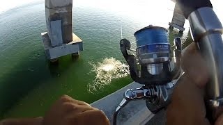 How To Fish For Tarpon From Bridges [upl. by Jamila]