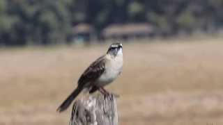 Calandria grande Mimus saturninus [upl. by Willet]