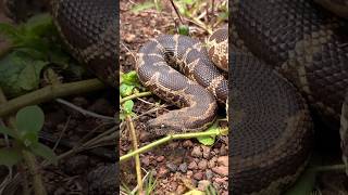 പ്രതീക്ഷിക്കാതെ കിട്ടിയ പാമ്പ് 🐍 Sand Boa confused as Indian Rock Python sarpa rescue reptiles [upl. by Curr]