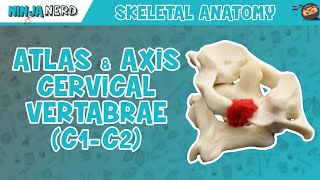 Atlas amp Axis Cervical Vertebrae C1C2 Anatomy [upl. by Adelina592]