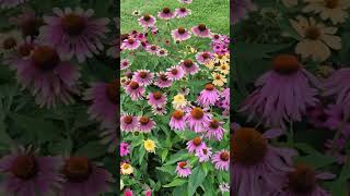 Coneflowers veseys coneflower echinacea flowergarden canadiangardening [upl. by Euqitsym]