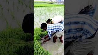 Fastest Farmer Uprooting Paddy Seedlings shorts [upl. by Ahsiemal662]