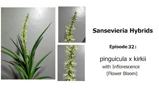 Sansevieria pinguicula x kirkii  Sansevieria hybrids Episode 32 with Flower Bloom [upl. by Mel732]