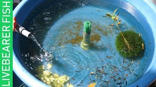 BREEDING LIVEBEARER FISHES amp A TOUR TO MY PETS [upl. by Pantin]