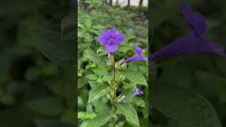 Barleria cristata flowers [upl. by Theran]