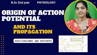 Origin Of Action Potential And its Propagation BSc 2nd yearNerve conductionImpulse transmission [upl. by Limemann]