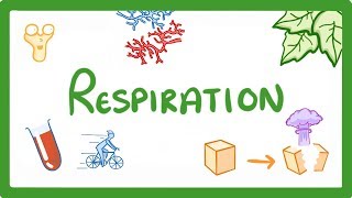 GCSE Biology  Respiration 21 [upl. by Lachus71]