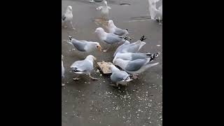 Herring Gulls eating a fish pie [upl. by Diella]