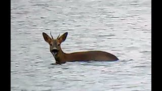 Roebuck in deep water [upl. by Becky]