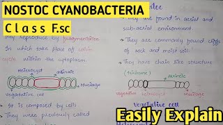 Nostoc Structure And Reproduction  Cyanobacteria  Class 11 Biology [upl. by Lizzie]