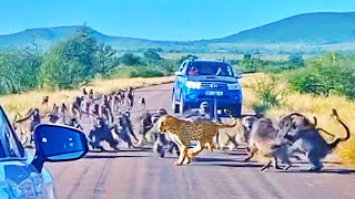 Leopard Attacked by 50 Baboons in the Middle of the Road [upl. by Norvil69]