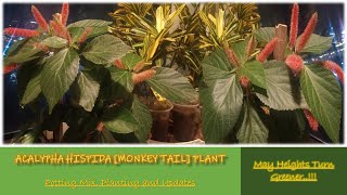 Acalypha Hispida Monkey Tail Plant in Balcony  Potting amp Updates [upl. by Odlaner]