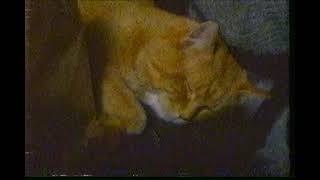 9 lives commercial december 1985 morris the cat [upl. by Einnov]