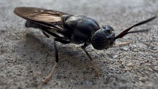 Black Soldier Fly They’re Usually Very Aggressive [upl. by Liba473]