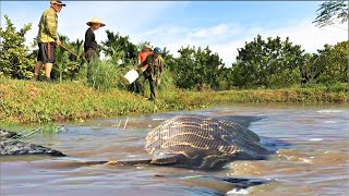 Terrified to discover a giant python monster attacking people in the swamp  anaconda [upl. by Elorak]