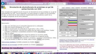 PRÁCTICA 3 VIRTUAL  SIMULACIÓN DE ELECTROFORESIS DE PROTEÍNAS EN GEL DE POLIACRILAMIDA CON SDS [upl. by Formica]