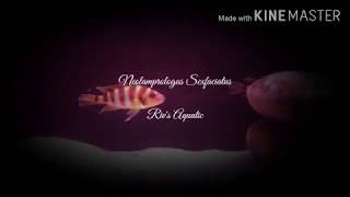 Neolamprologus Sexfasciatus Kipili Gold [upl. by Lynden]