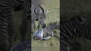 Zebra has a new baby animals zebra zoo like comment share subscribe [upl. by Laktasic]