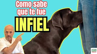 👿 ¿COMO DETECTAN LOS PERROS LA INFIDELIDAD DE TU PAREJA CAMBIOS DE COMPORTAMIENTO DE ESTOS PERROS 👿 [upl. by Nerrol]