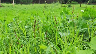 Grasses are crucial to our ecosystem economy and food security [upl. by Airpac351]