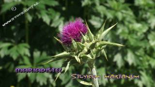 Mariadistel  Silybum marianum [upl. by Rice]