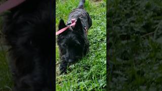 Scotties love to bury their noses into hedgerows 😍  shortsfeed [upl. by Hujsak]