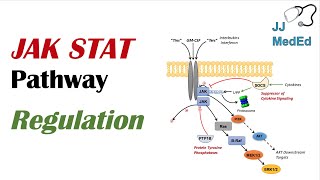 JAK STAT Signaling Pathway Regulation [upl. by Sauers988]