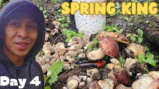 Mushroom Season 2024 Day 4 Spring King Boletus Rexveris [upl. by Anehc]