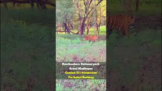 Ranthanbore National Park Latest Tiger Sighting video October 2024 ranthamborenationalpark [upl. by Abby]