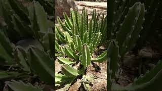 Stapelia gigantea succulent [upl. by Izaak]