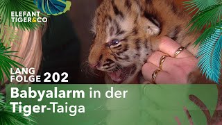 Tiger Babys im Zoo Leipzig geboren Langfolge 202  Elefant Tiger amp Co  ARD [upl. by Akcimat28]