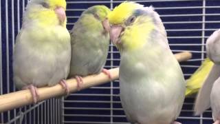 Fallow Parrotlets For Sale  Xtreem Parrotlets 352 9425710 [upl. by Anwat]