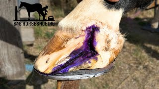 INFECTED hoof CRACK  HORSESHOEING  How I treat it [upl. by Sophey]