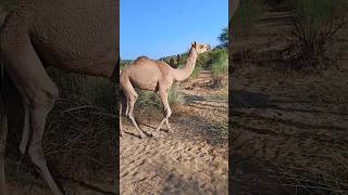 Yellow camel walking thar desert beauty scene nature CAMEL LOVER l Camel by thar short viralvideo [upl. by Haimarej]