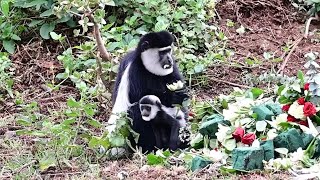 Colobus Monkey and baby Feasting Time  23rd October 2024 [upl. by Siger]