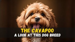 The Cavapoo A Guide [upl. by Gamin]