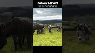 Donkey Day Out 🫏 donkey donkeys daysout daytrip animals [upl. by Annoik678]