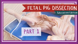 Fetal Pig Dissection Part 1 Mouth amp Abdominal Cavity  Pearls Before Swine EDU [upl. by Nagel]